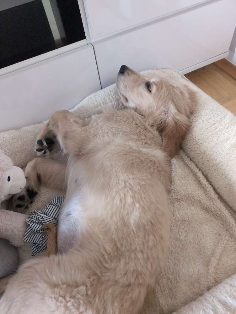 Hundetreffen-Welpentreffen-Profilbild