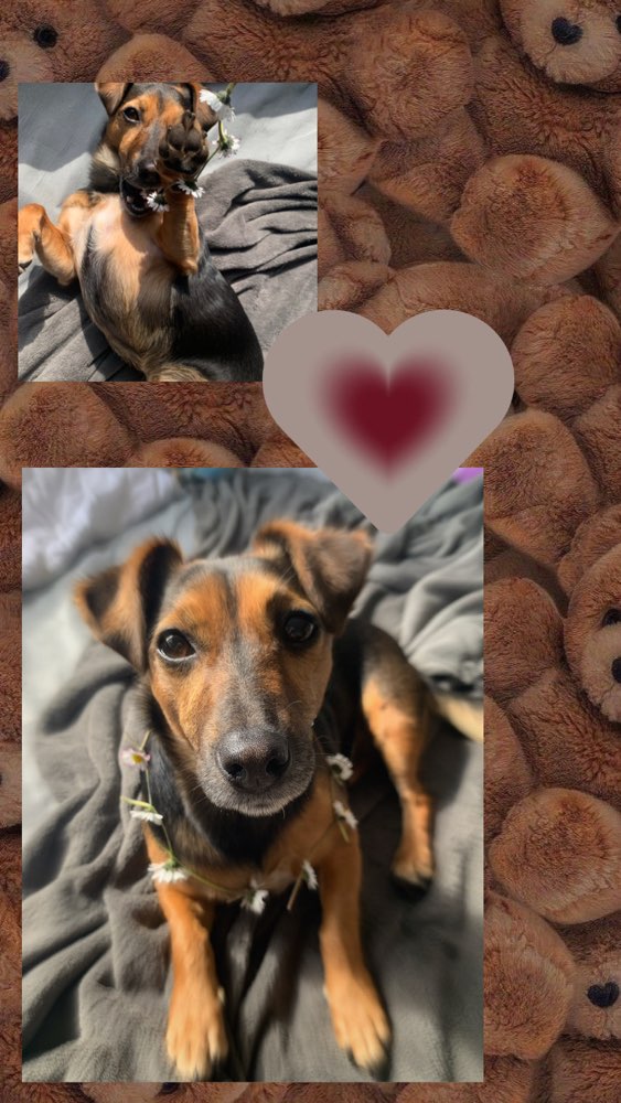 Hundetreffen-Spazier/Spielrunde-Profilbild