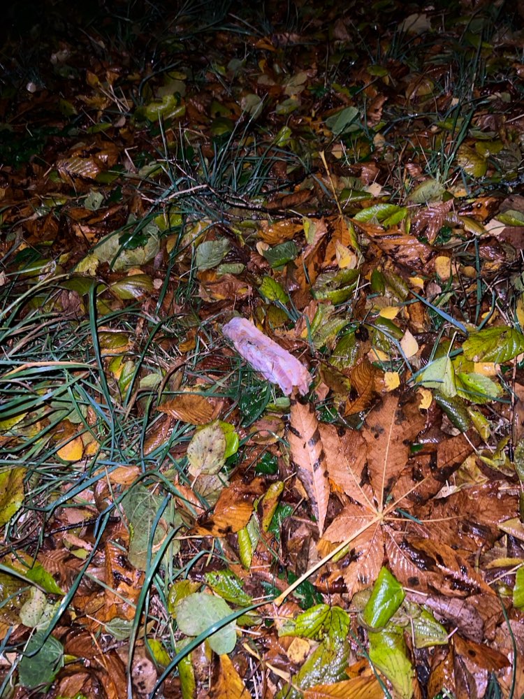 Giftköder-Essensreste im Gras-Profilbild