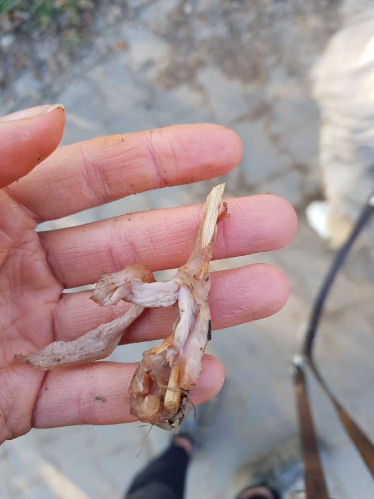 Giftköder-Köder mit Holz-Profilbild