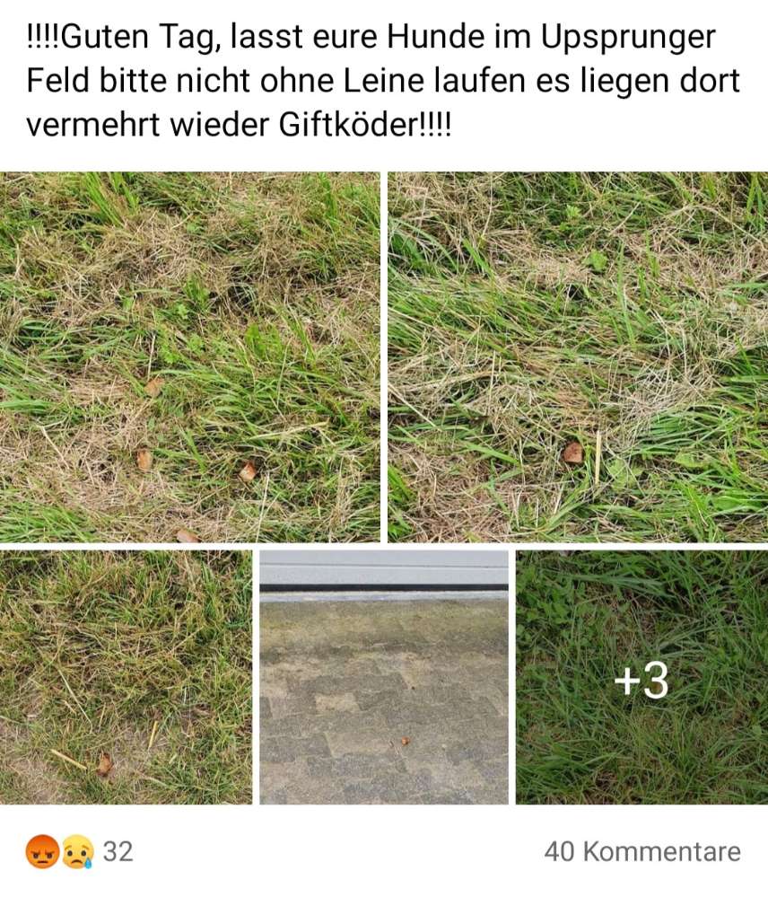 Giftköder-Giftköder-Profilbild