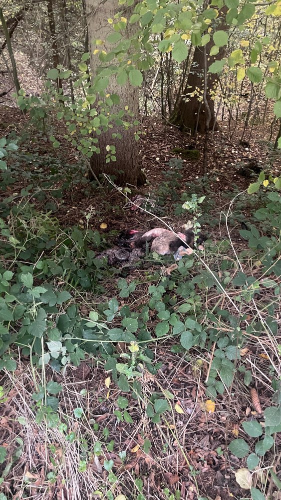 Giftköder-Wildreste-Profilbild