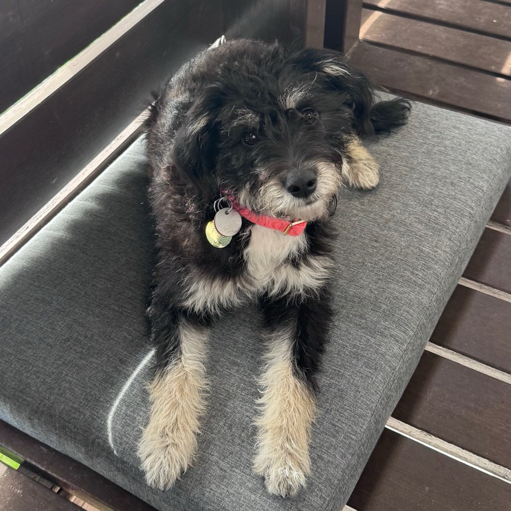 Hundetreffen-Fluse sucht Freunde-Profilbild