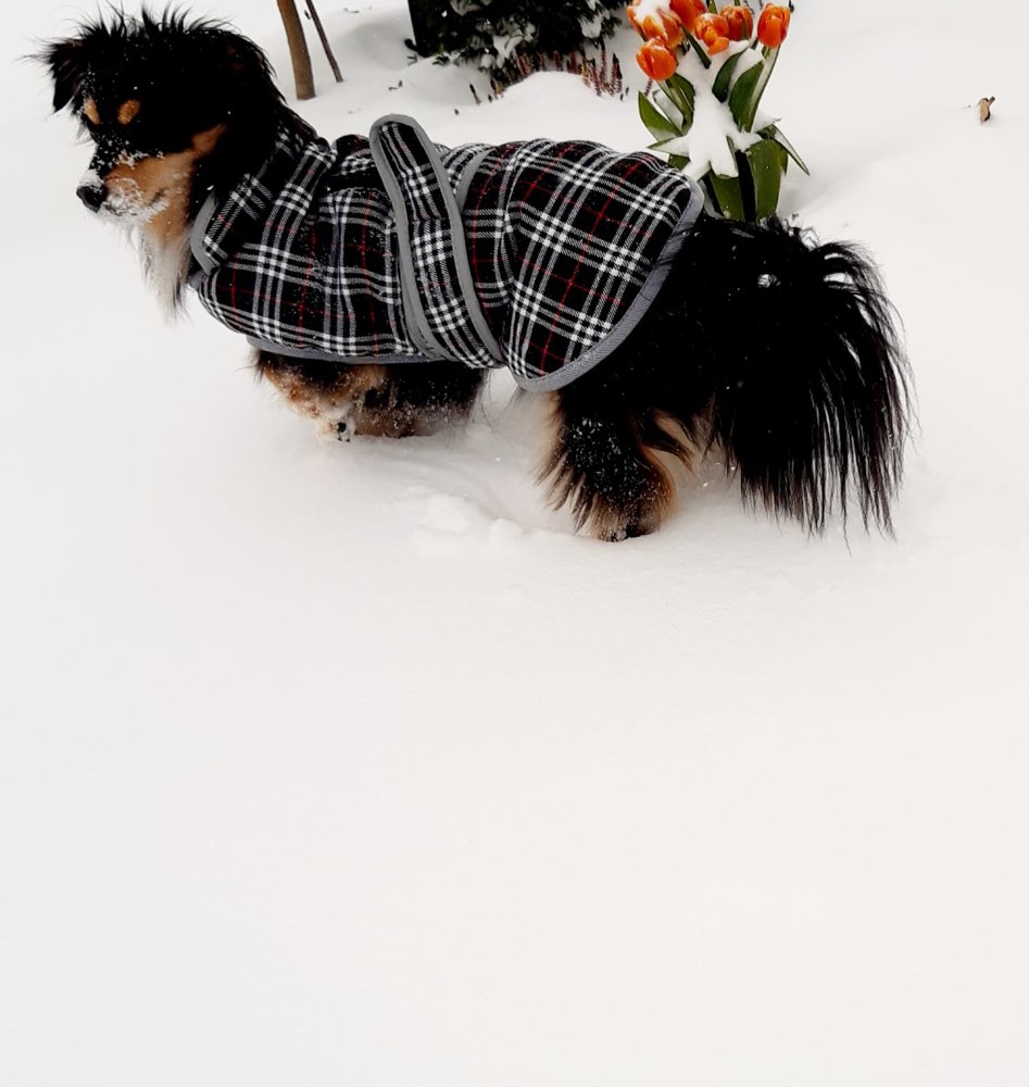 Hundetreffen-Neue Hundefreunde zum Gassi gehen und Spielen-Profilbild