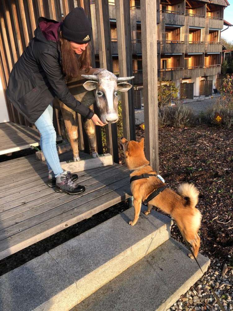 Hundetreffen-GassiFreunde gesucht-Profilbild