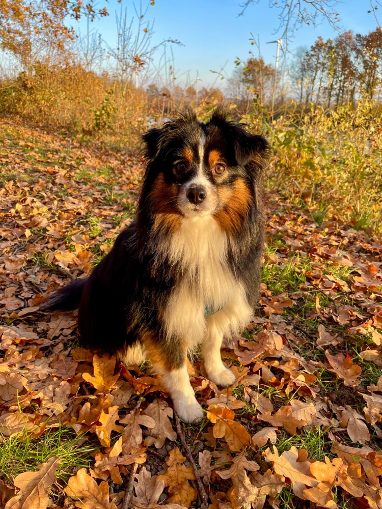 Hundetreffen-Gemeinsame Gassirunde-Profilbild