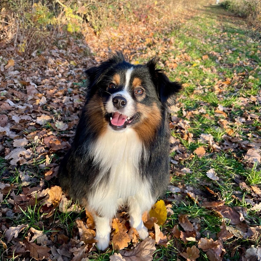Hundetreffen-Gassi- oder Spieltreffen-Profilbild