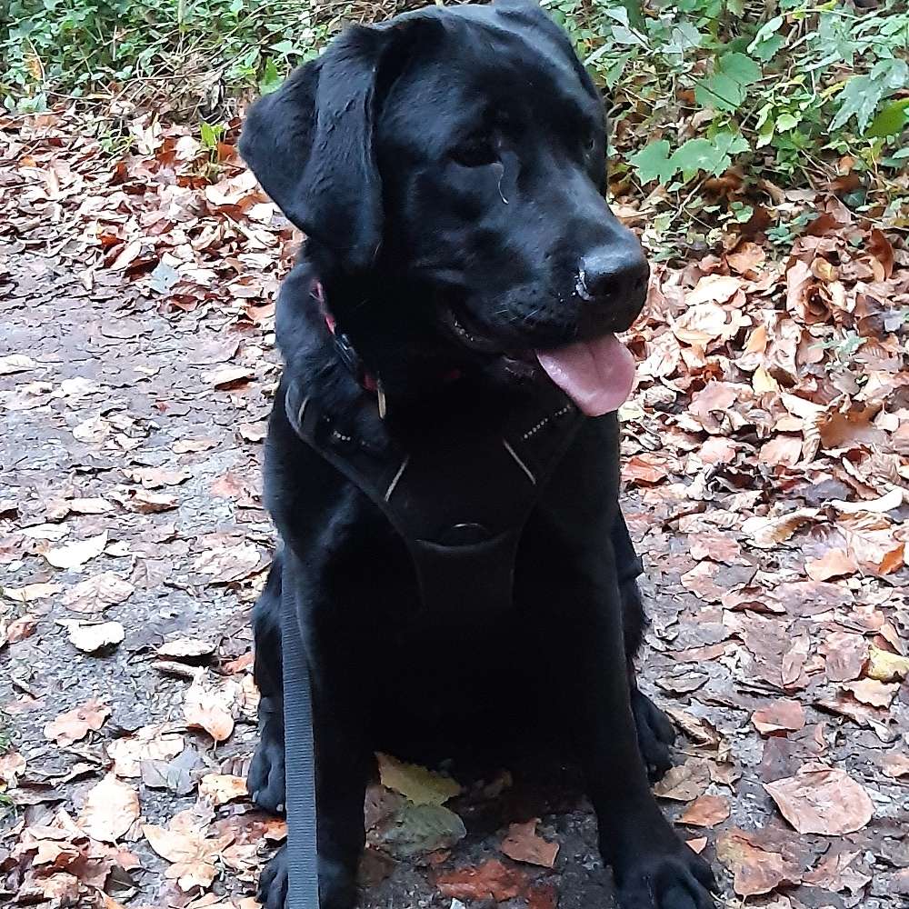 Hundetreffen-Spaziergang mit Junghund-Profilbild