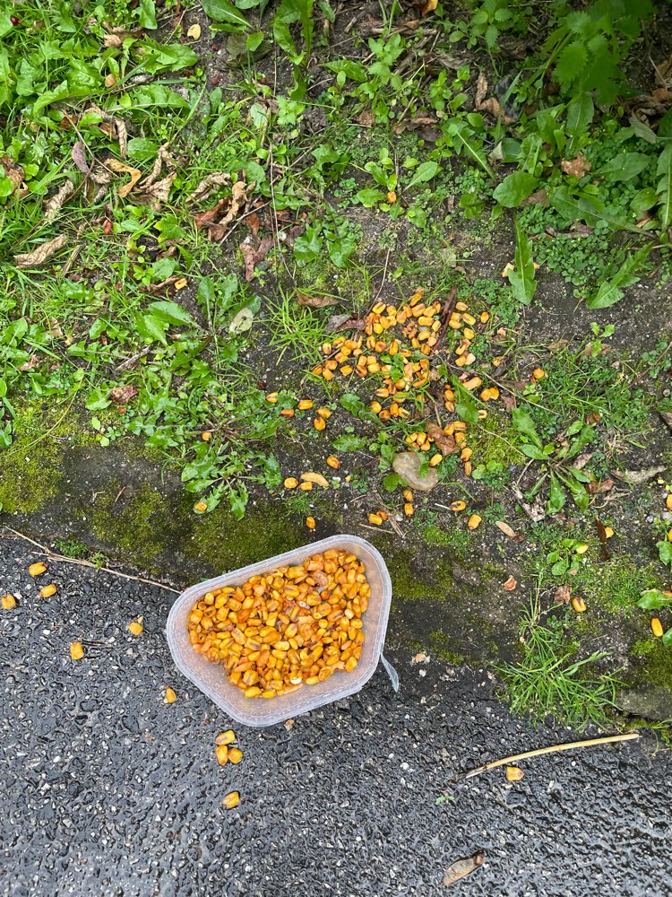 Giftköder-Vielleicht Giftköder-Profilbild