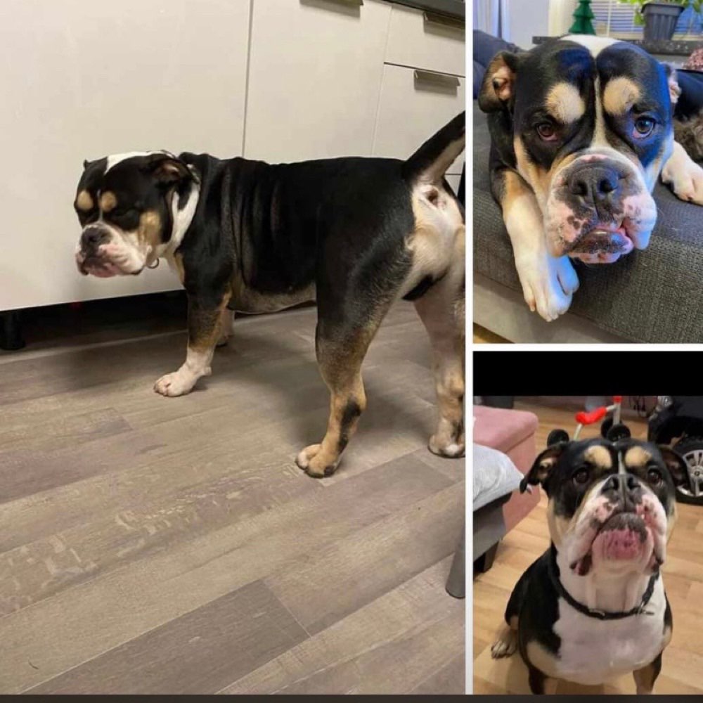 Suchmeldung-Gustav-Profilbild