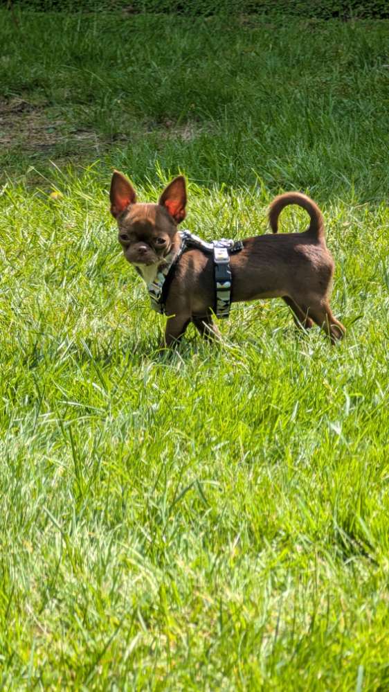 Hundetreffen-Kleine Hunde Treffen Ka-Li-Profilbild
