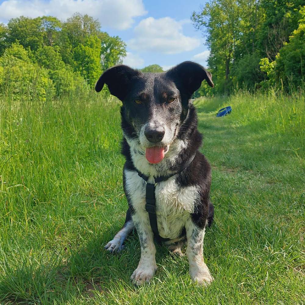 Hundetreffen-Social Walk zur Übung-Profilbild