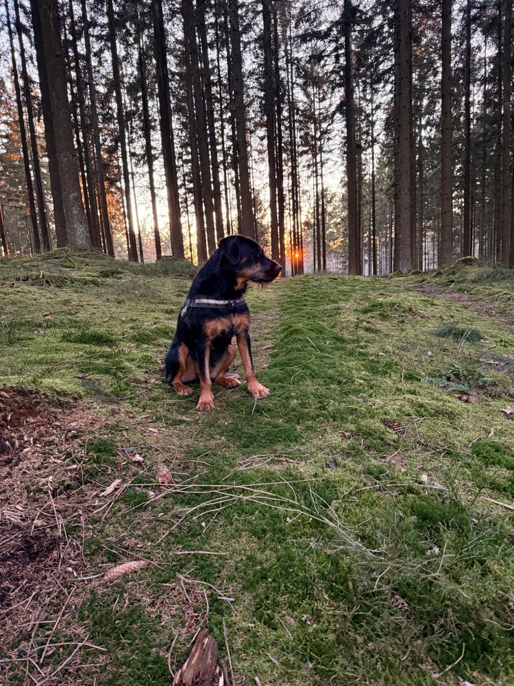 Hundetreffen-Gassirunde am Kindelsberg in Kreuztal/SIEGEN-Profilbild