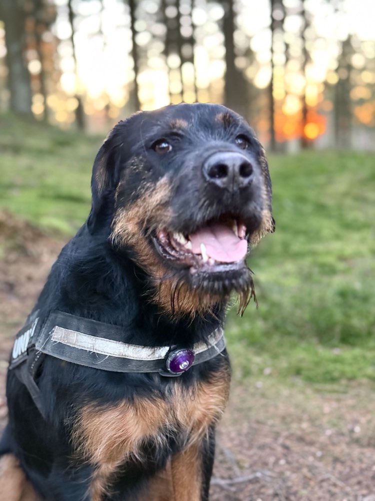 Hundetreffen-Suche Hundefreunde für meine Gina-Profilbild