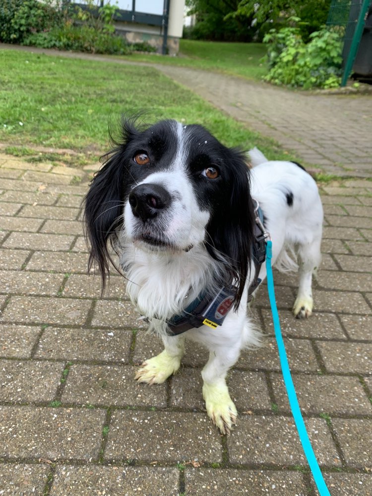 Hundetreffen-Gassirunden in Weitmar-Profilbild