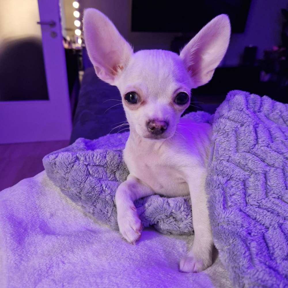 Hundetreffen-Spiel Freunde gesucht (kleine Hunde)-Profilbild