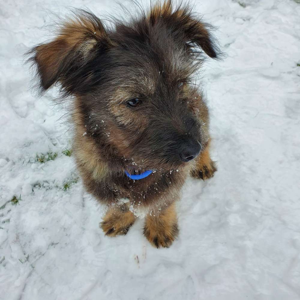 Hundetreffen-Sozialisierung Junghund-Profilbild