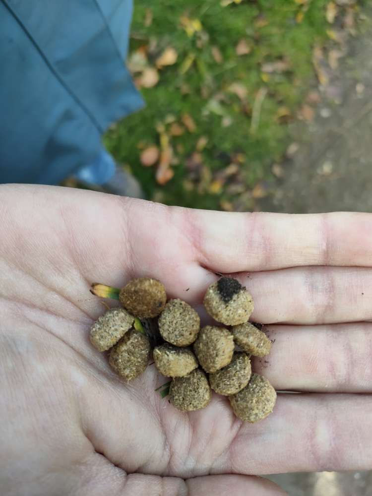 Giftköder-Leckerlies untet Laub-Profilbild