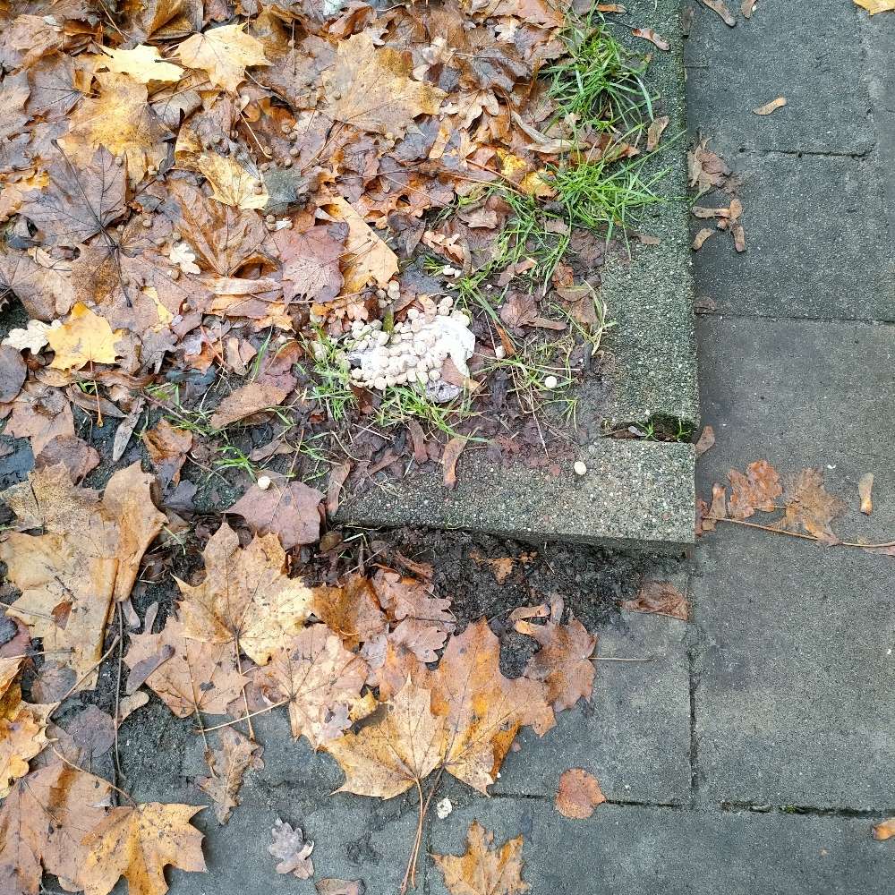 Giftköder-Köder auagelegt-Profilbild