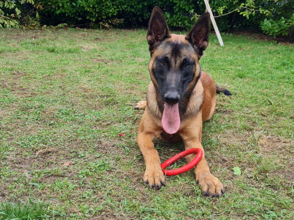 Hundetreffen-Ich möchte gerne spielen 🐕-Profilbild