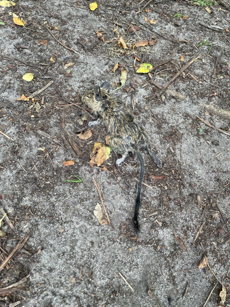 Giftköder-Toter Degu mitten auf dem Pfad-Profilbild