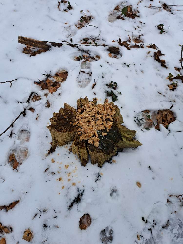 Giftköder-Giftköder?-Profilbild