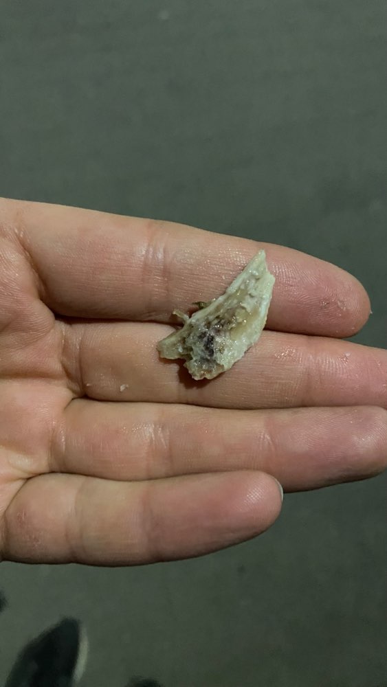 Giftköder-Knochenstücke Fleischreste (Giftköder)-Profilbild