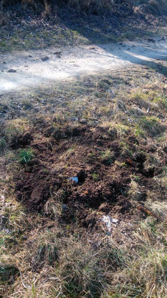 Giftköder-Vergrabene Box mit toter Katze-Profilbild