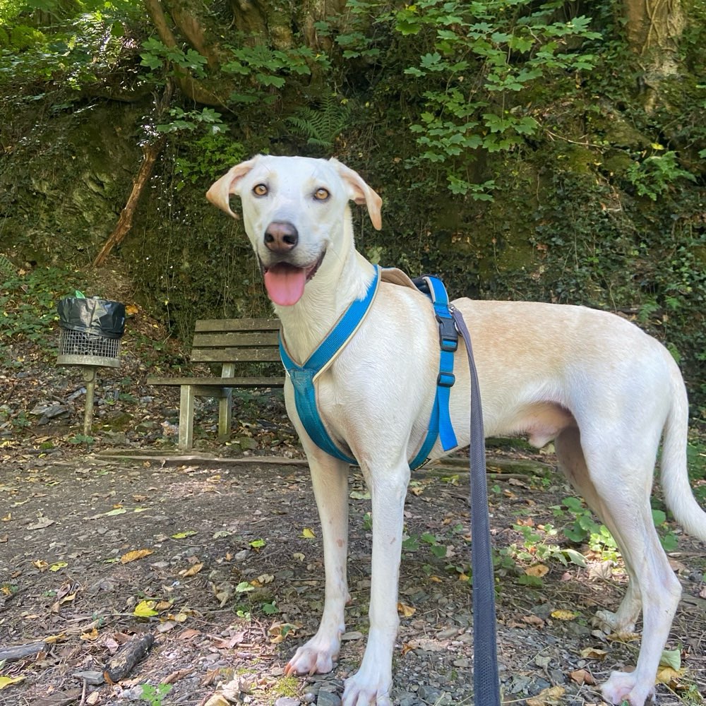 Hundetreffen-Gassirunde und gemeinsames Spielen-Profilbild