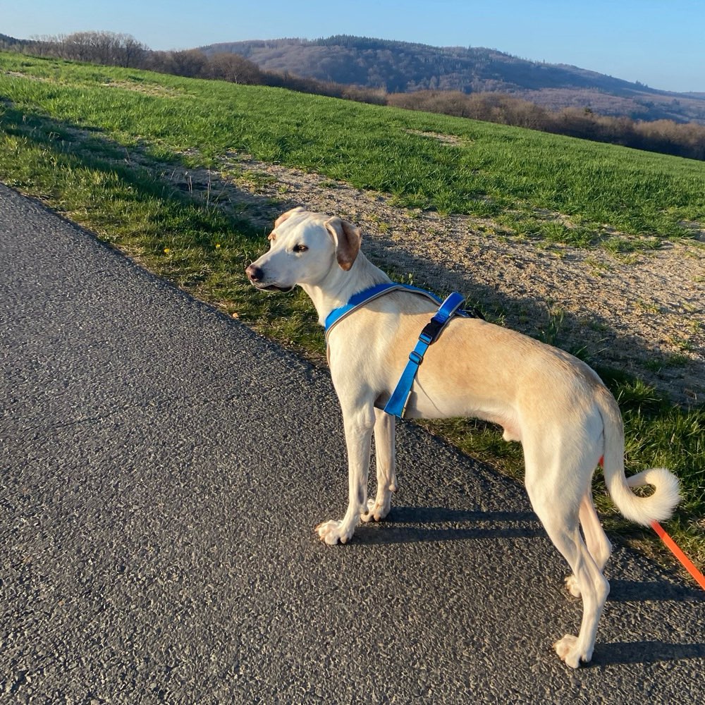 Hundetreffen-Gassirunde und gemeinsames Spielen-Profilbild