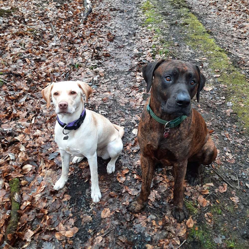 Hundetreffen-Spiel und Gassi treffen-Profilbild
