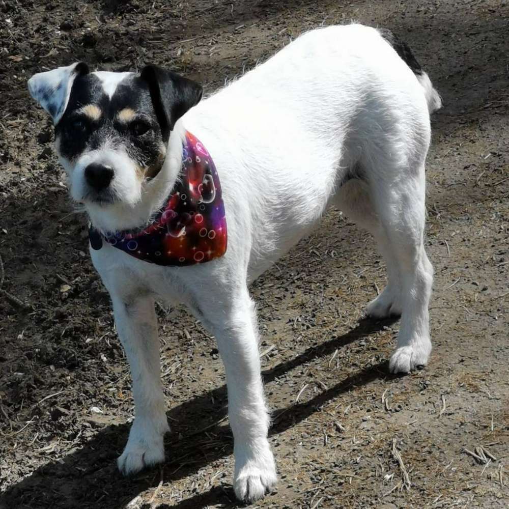 Hundetreffen-Biete Hundefotoshootings an-Profilbild