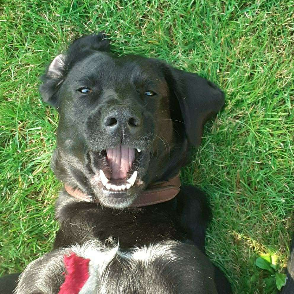 Hundetreffen-Spazieren gehen-Profilbild