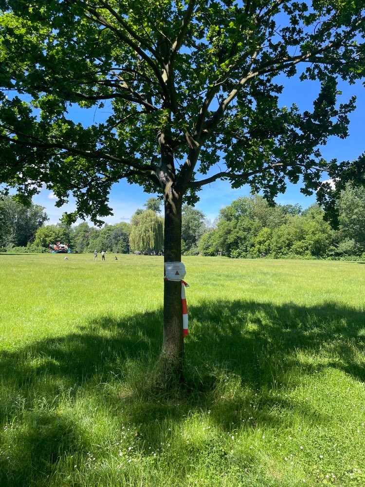 Giftköder-Eichenprozessionsspinner-Profilbild