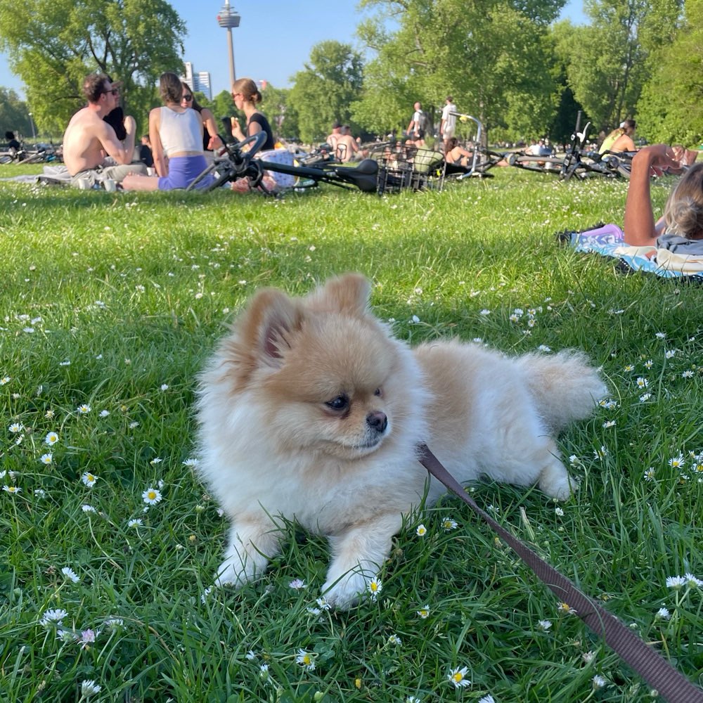 Hundetreffen-Spaziergang oder Spieltreffen-Profilbild