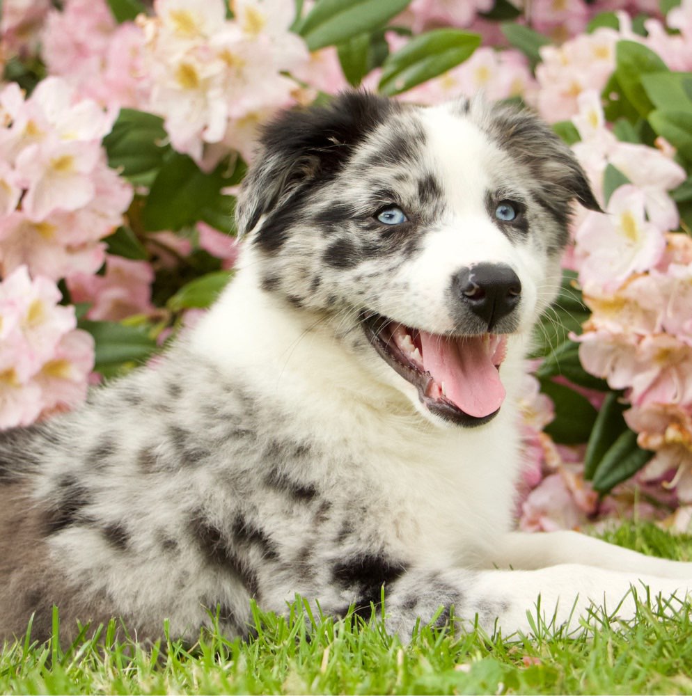 Hundetreffen-Welpentreffen in Lörzweiler-Profilbild