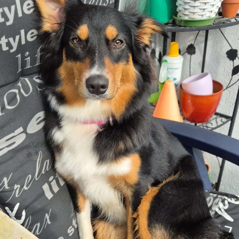 Hundetreffen-Treffen zum Spielen und Gassirunde-Profilbild