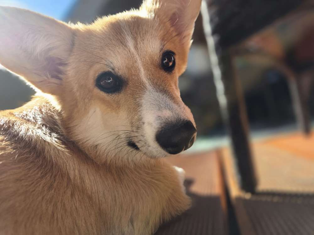 Hundetreffen-Positives kennen lernen am Auensee-Profilbild