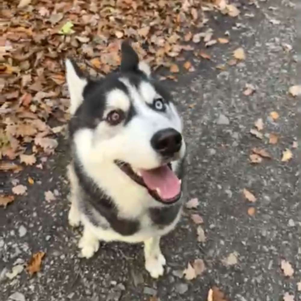 Hundetreffen-Suche Spielkameraden für meinem Hund-Profilbild