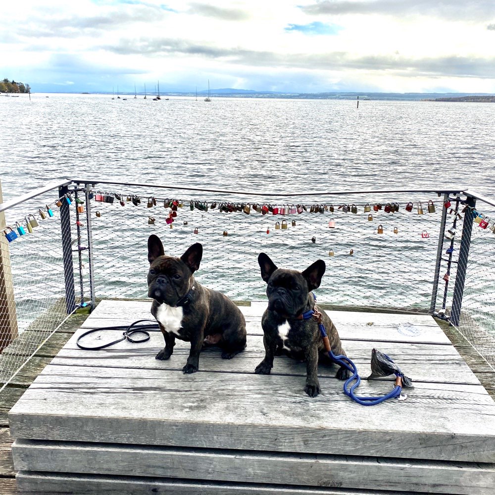 Hundetreffen-Spieltreffen / Social Walks-Profilbild