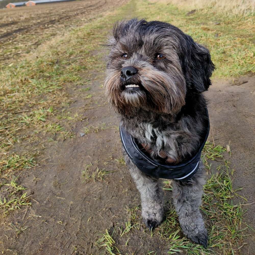 Hundetreffen-Spaziergang 🌳🍁🐕❤️-Profilbild