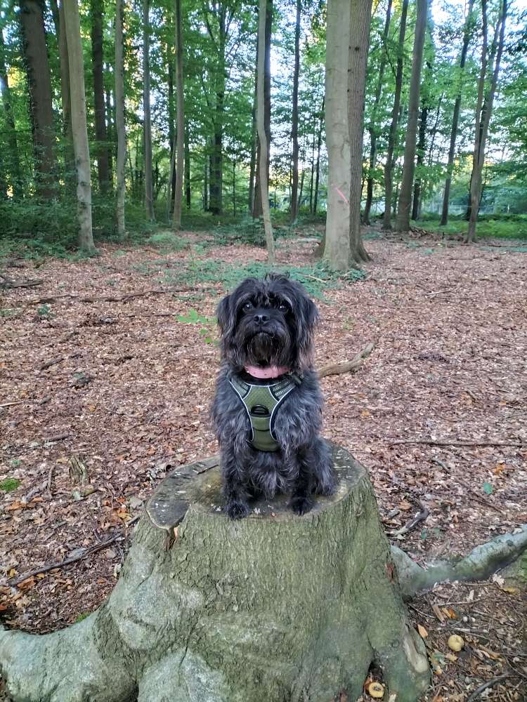 Hundetreffen-Gassi- und Spielerunde-Profilbild