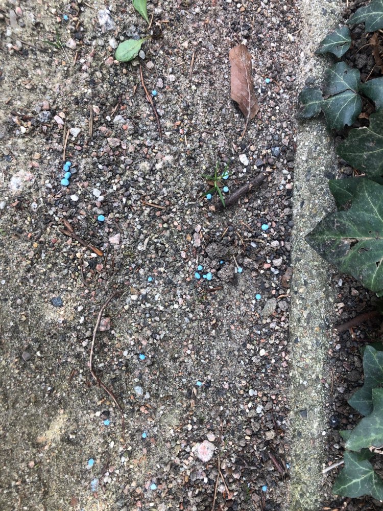 Giftköder-Schneckengift auf Gehweg (Groß Flottbek)-Profilbild