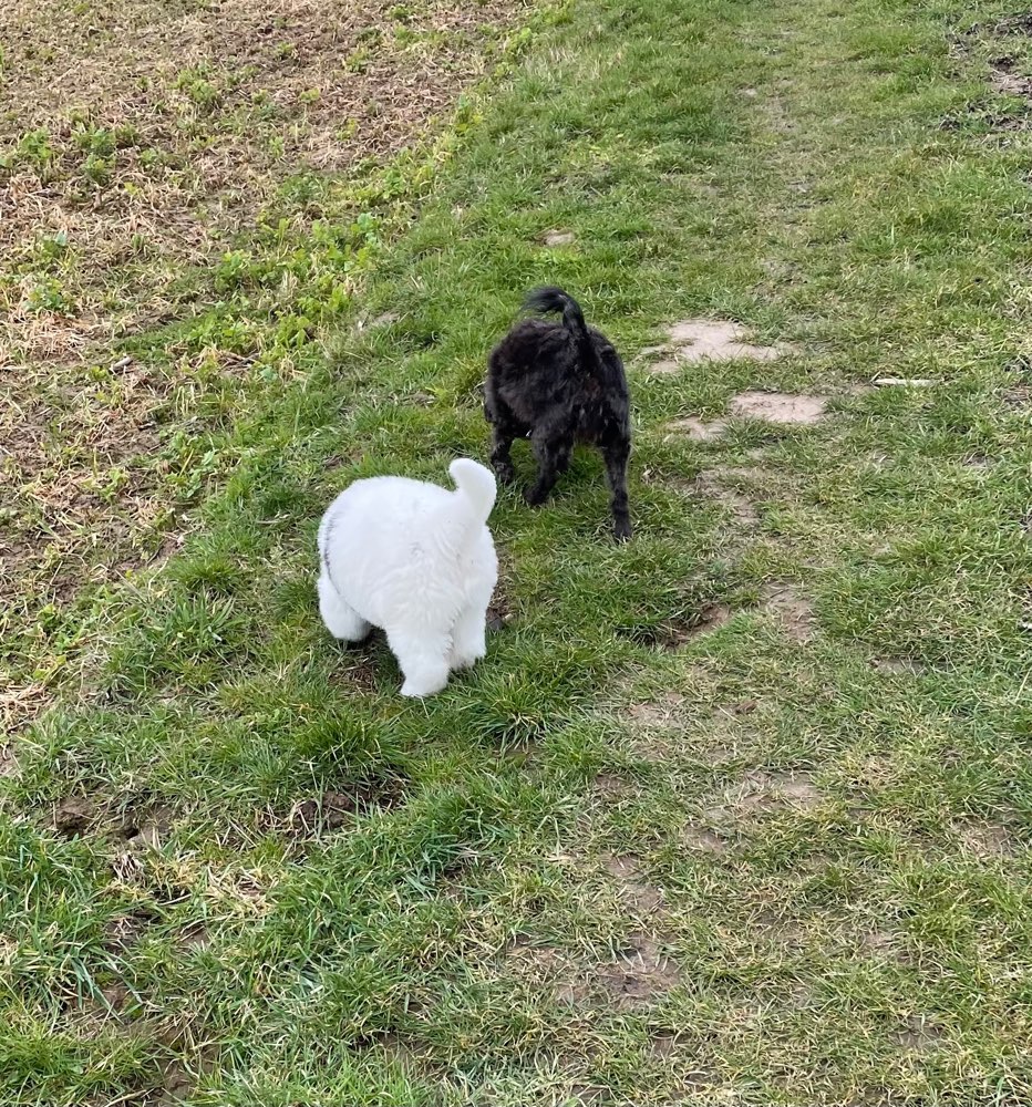 Hundetreffen-Hunderunde 🐶-Profilbild
