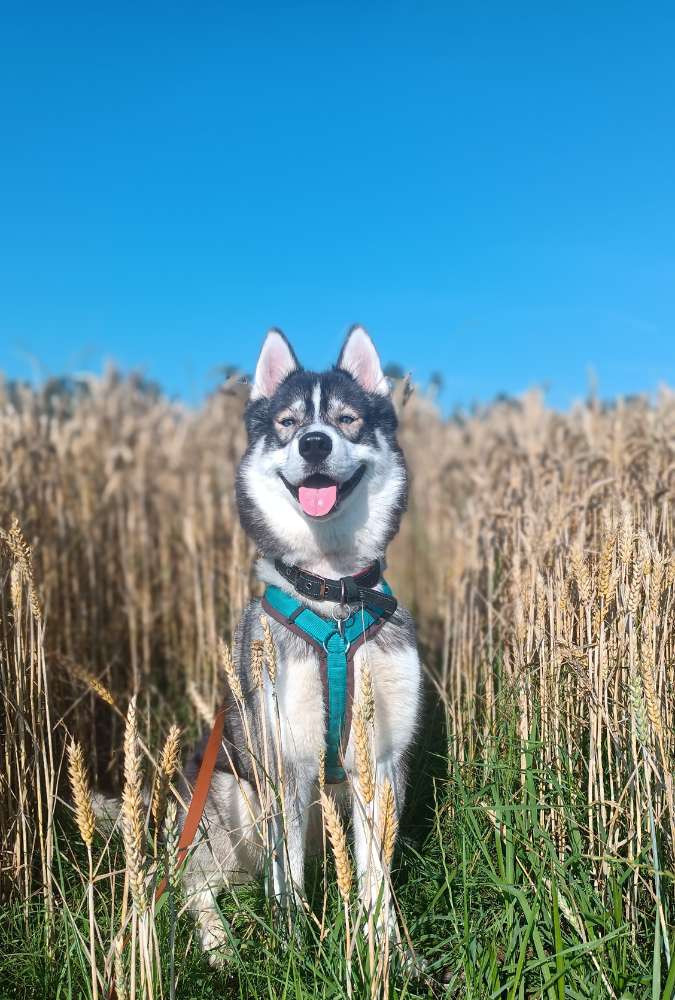 Hundetreffen-Gassi-Treff ohne spielen-Profilbild