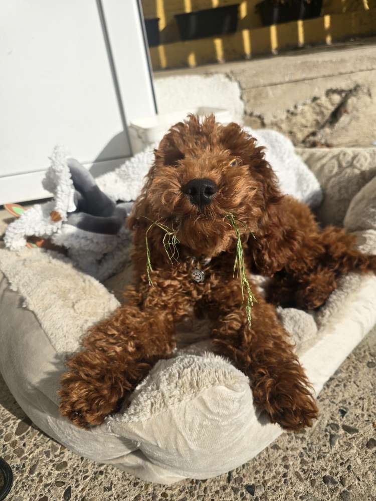 Hundetreffen-Social walk-Profilbild