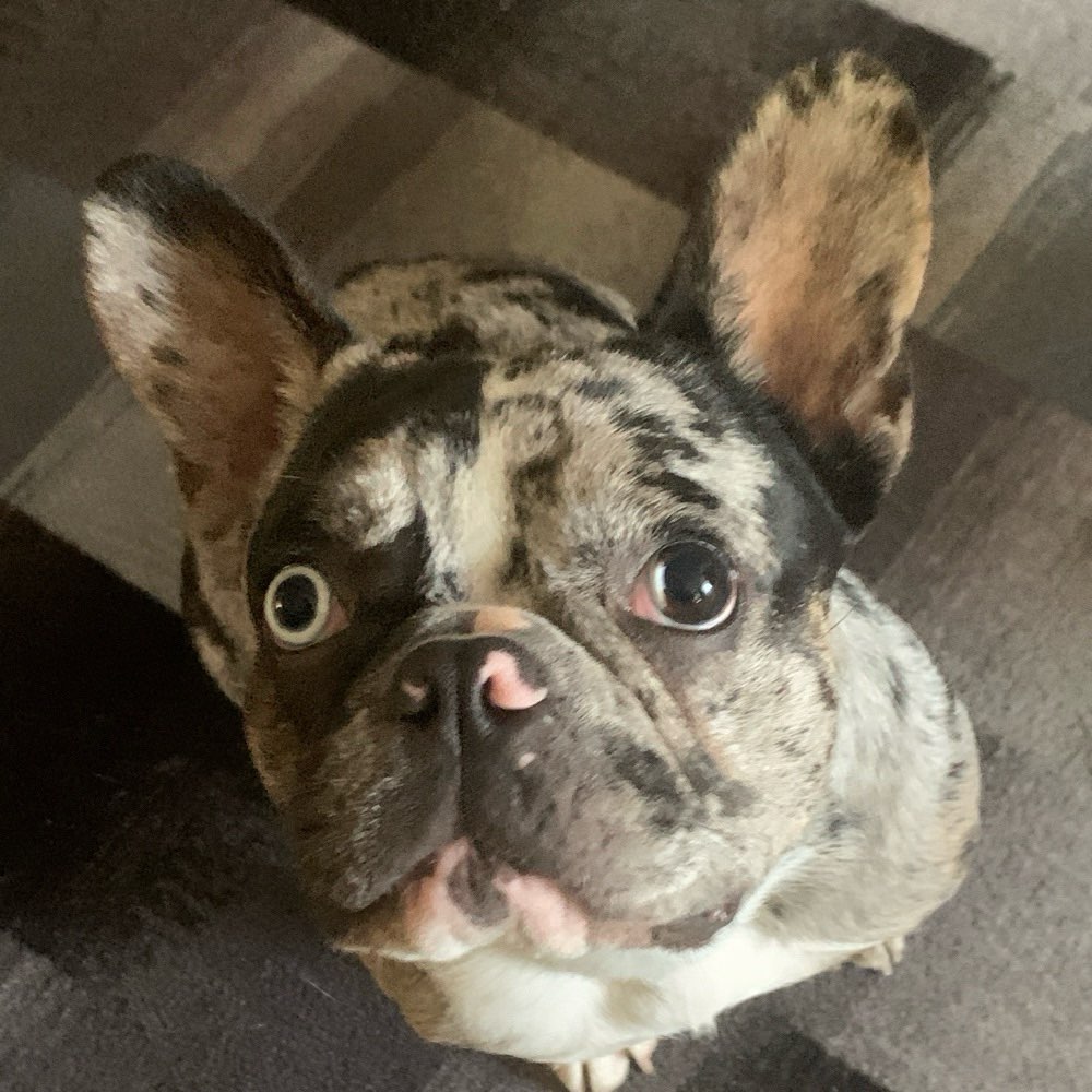 Hundetreffen-Spiel und Gassipartner gesucht-Profilbild