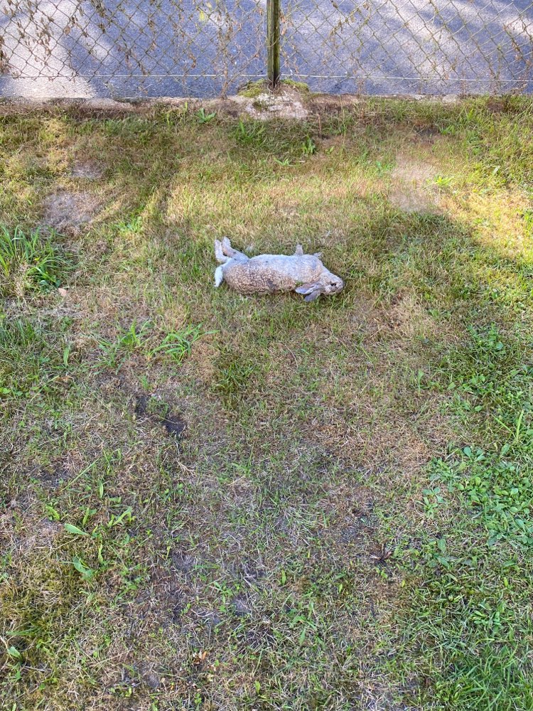 Giftköder-Toter Hase-Profilbild