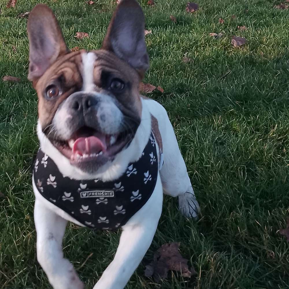 Hundetreffen-Gassirunde-Profilbild