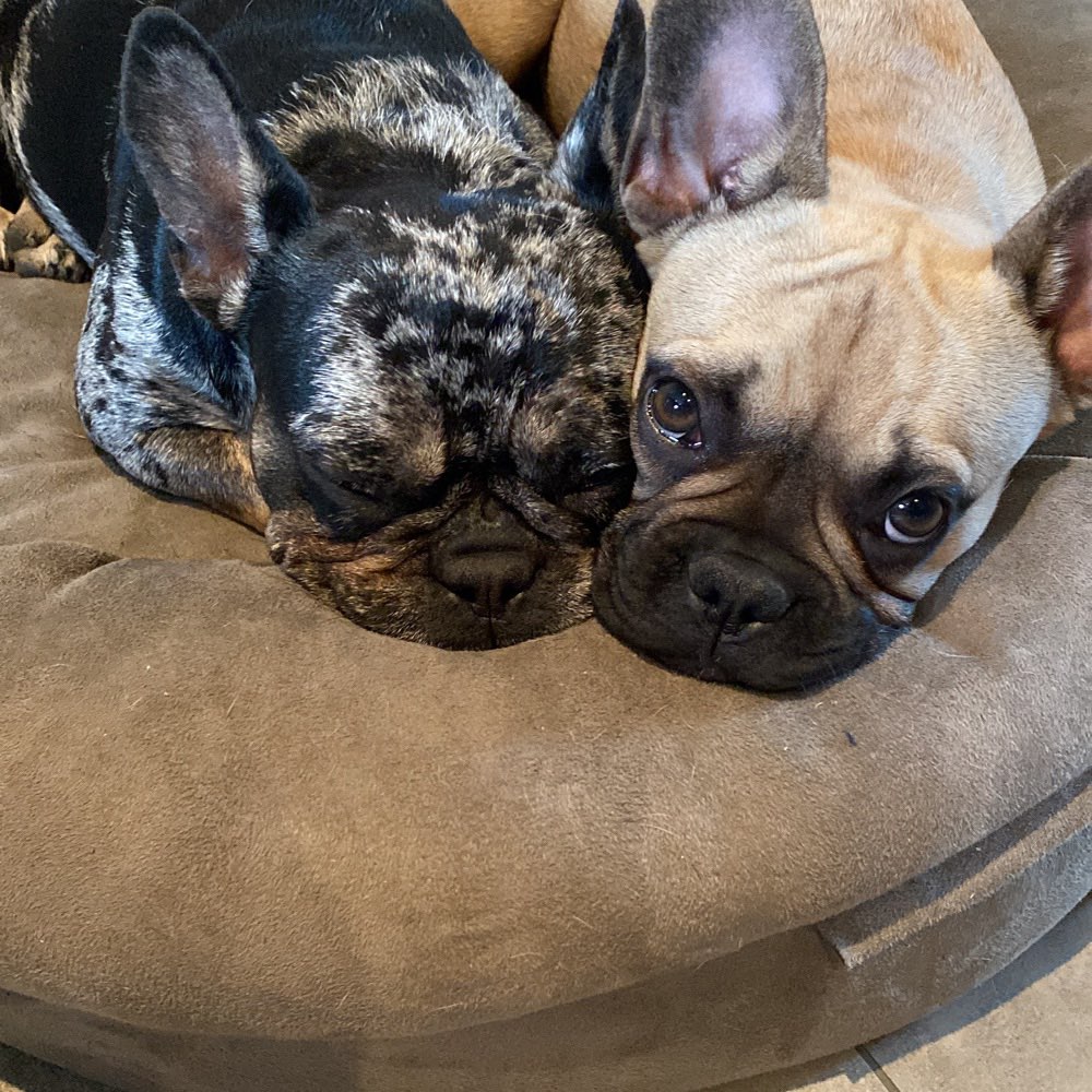 Hundetreffen-Gassirunde-Profilbild